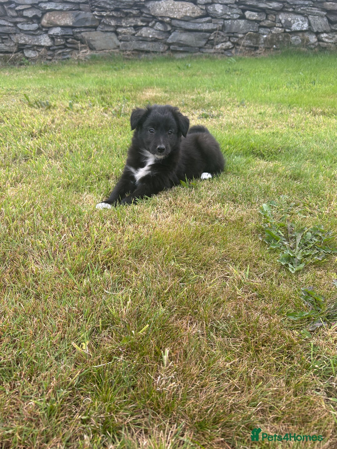 Border Collie dogs for sale: Beautiful Collie Pups - Image 2