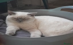 British Shorthair cats for sale: BSH Kitten - Male 5 Mth Old - Lilac Colourpoint - Image 19