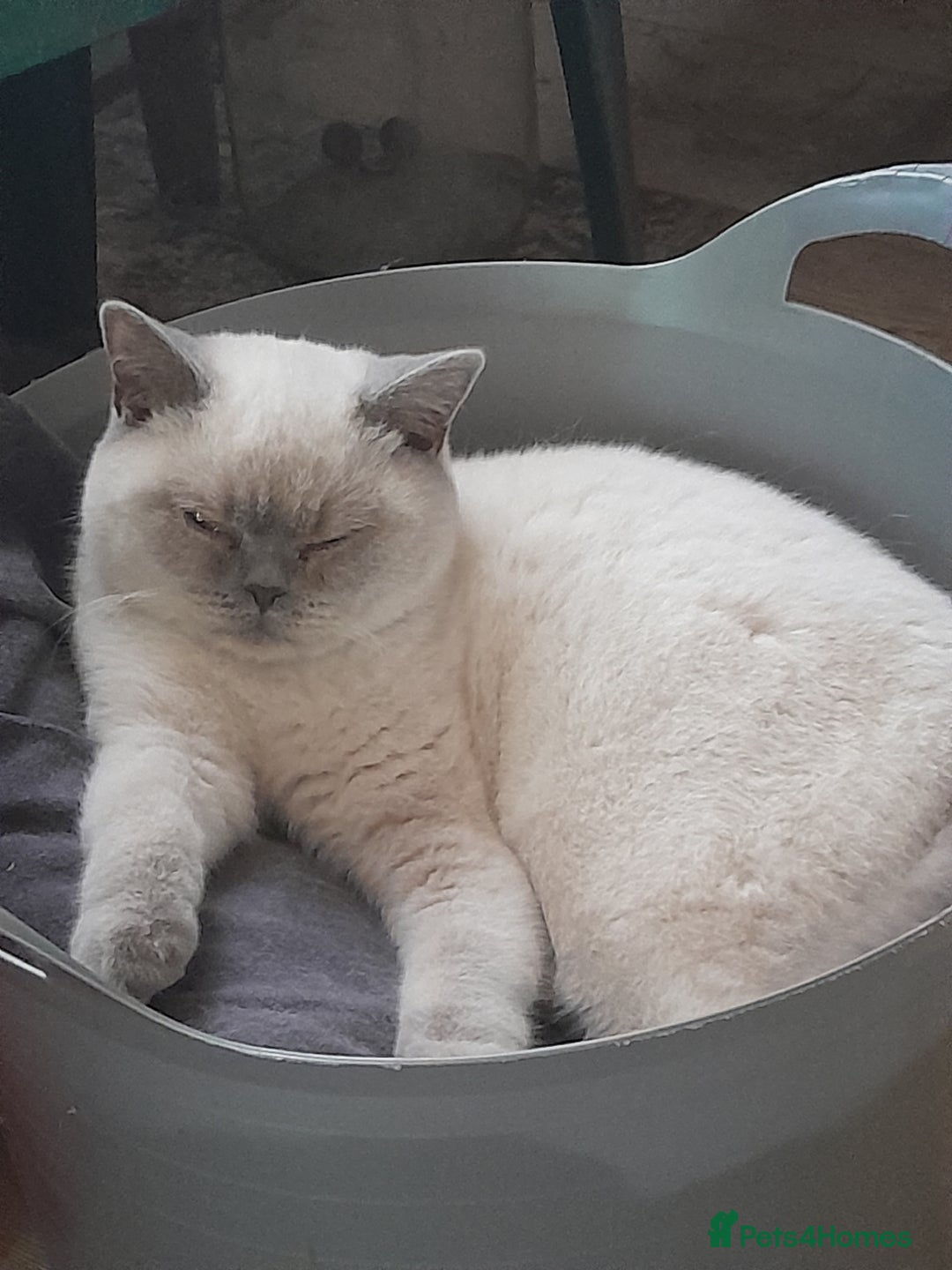British Shorthair cats for sale: BSH Kitten - Male 5 Mth Old - Lilac Colourpoint - Image 19