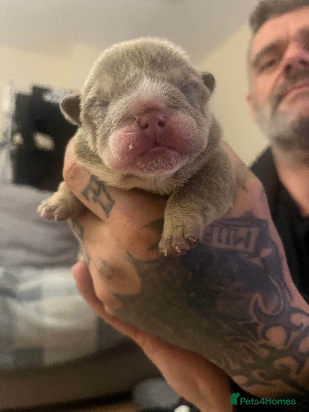 English Bulldog dogs for sale: English Bulldogs  - Image 7