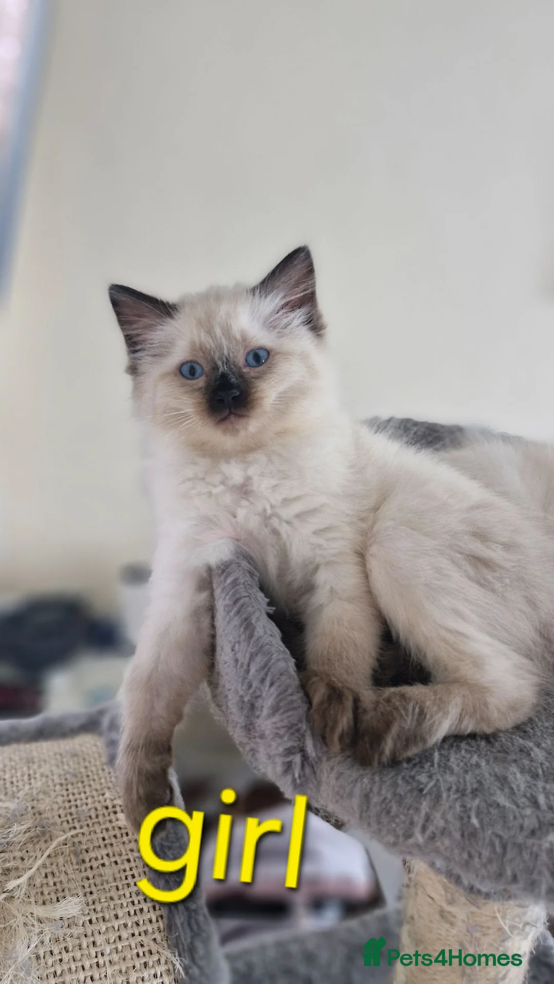 Ragdoll cats for sale: Kitten  - Advert 12