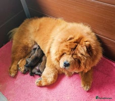 Chow Chow dogs - Advert 3