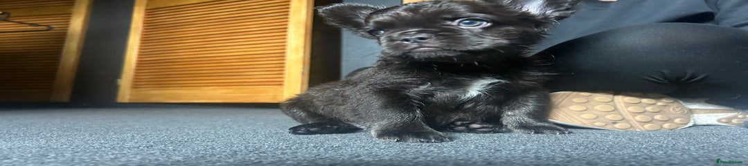 French Bulldog black /choc