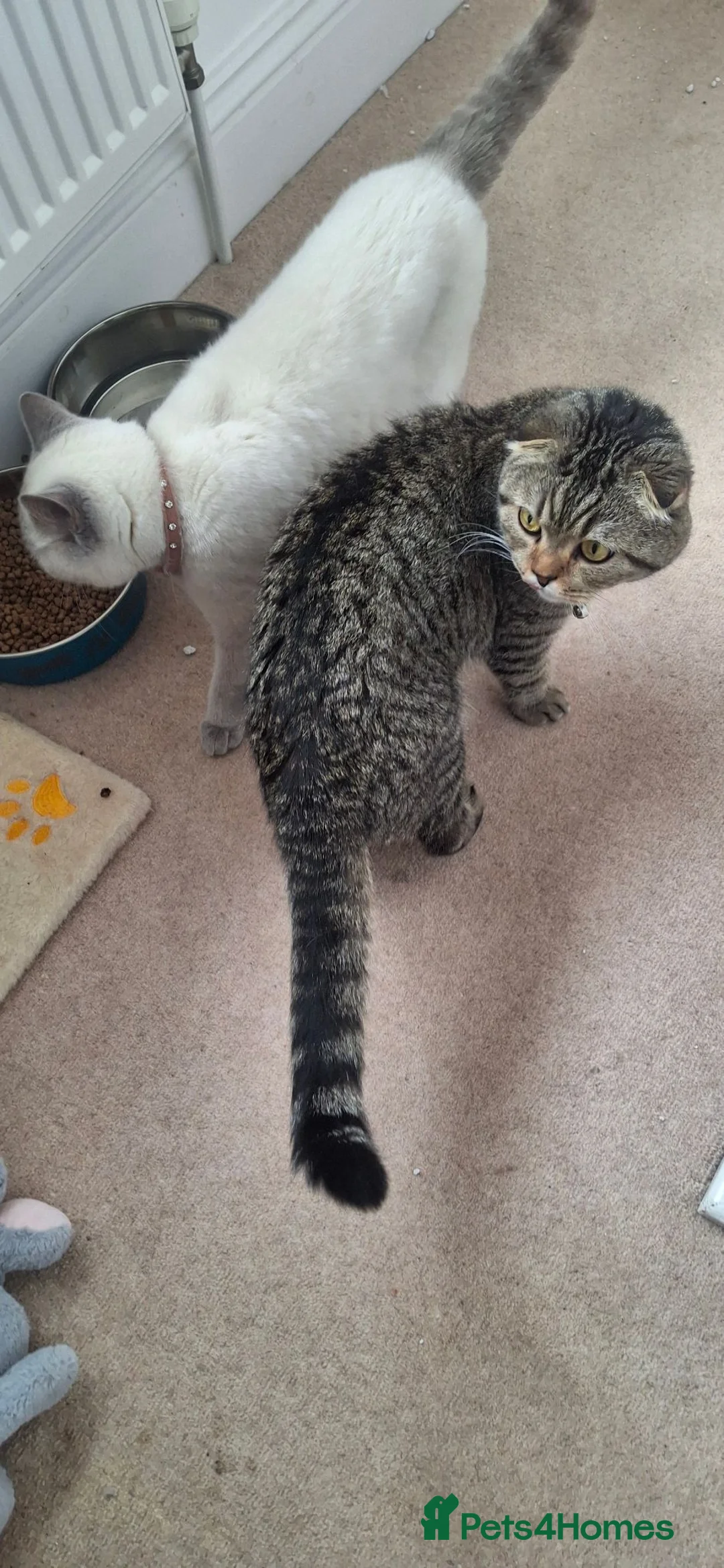 British Shorthair cats for sale: British shorthair and Scottish fold cats  - Advert 2