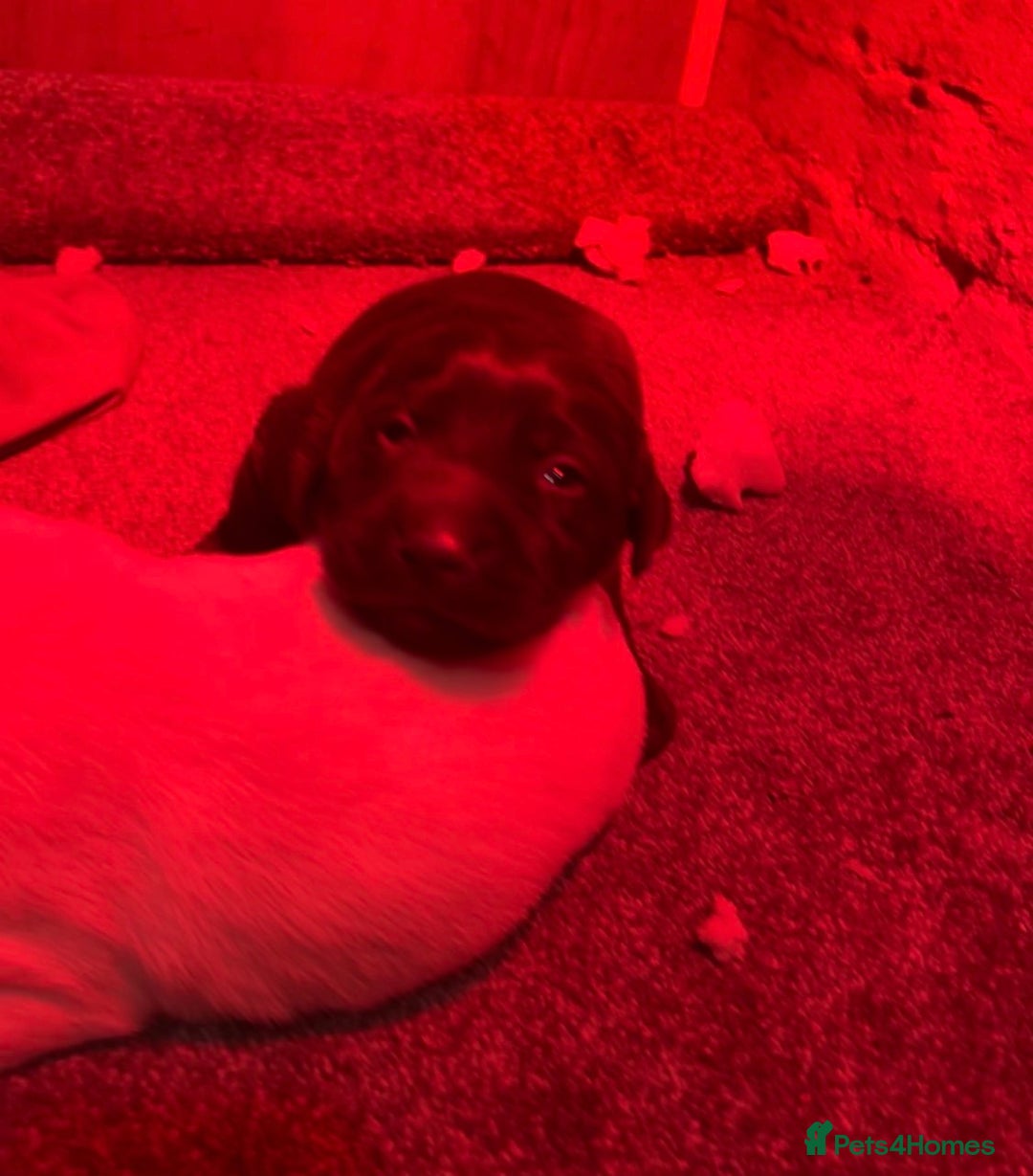 Labrador Retriever dogs for sale: 🌟 Fully vaccinated Chunky pedigree Labradors 🌟  - Advert 26