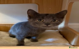 Russian Blue cats for sale: Russian Blue Boy Kitten - Image 5