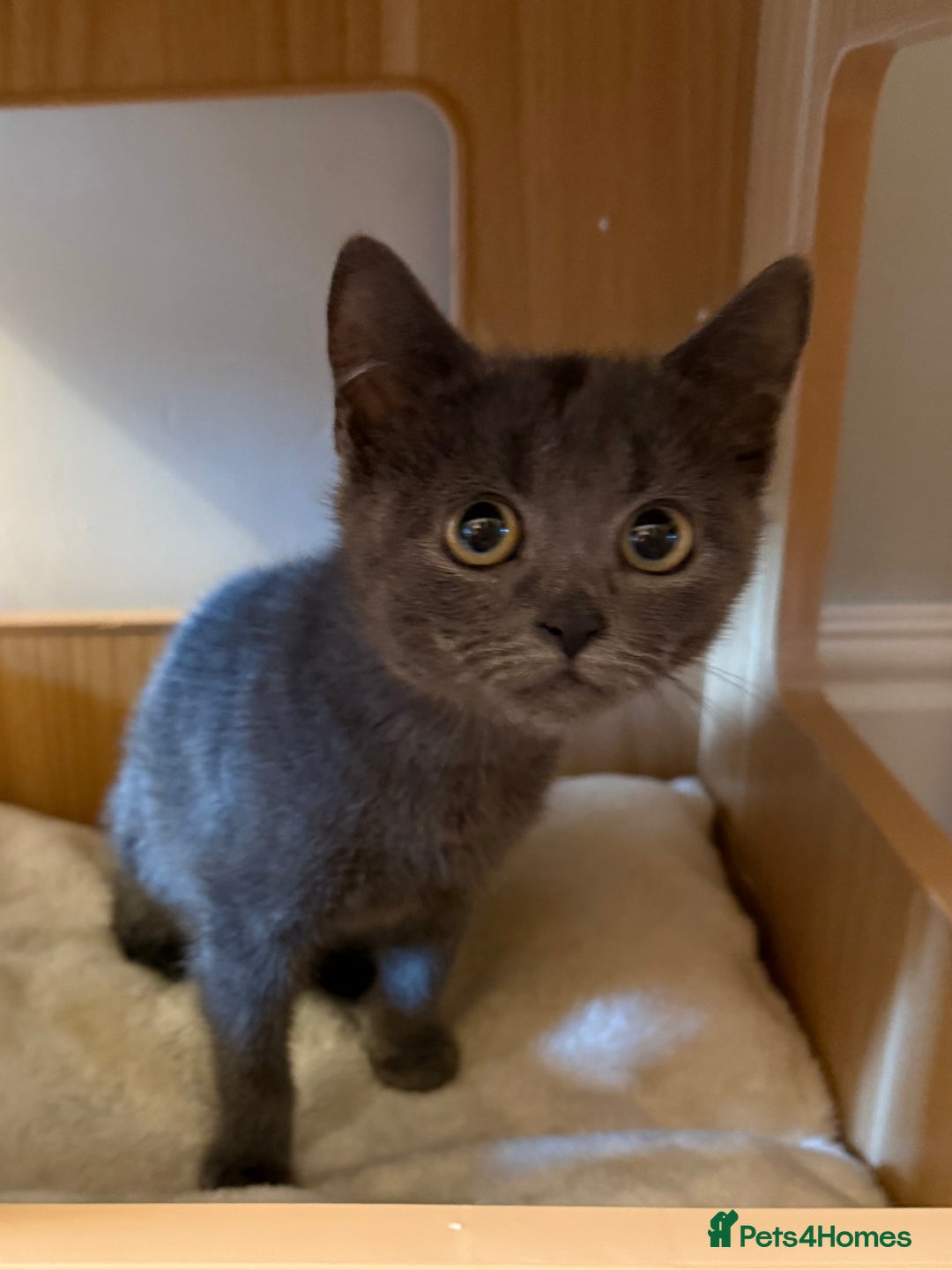Russian Blue cats for sale: Russian Blue Boy Kitten - Image 5