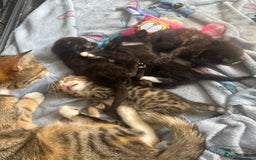 Mixed Breed cats for sale: 4 beautiful kittens looking for a forever home  - Image 9