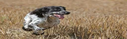 Cocker Spaniel dogs for stud: Fully DNA Health tested, Hip scored Cocker stud in Alton - Advert 4