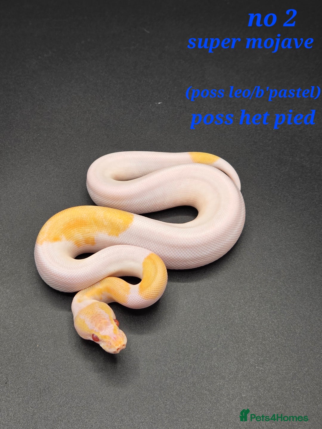 Python Snake reptiles for sale: Various ball python's  - Image 16