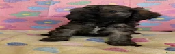 Cockapoo dogs for sale: Beautiful cockapoos 🐶🐶 ready now - Advert 10