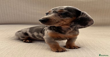 Miniature Dachshund dogs - Advert 2