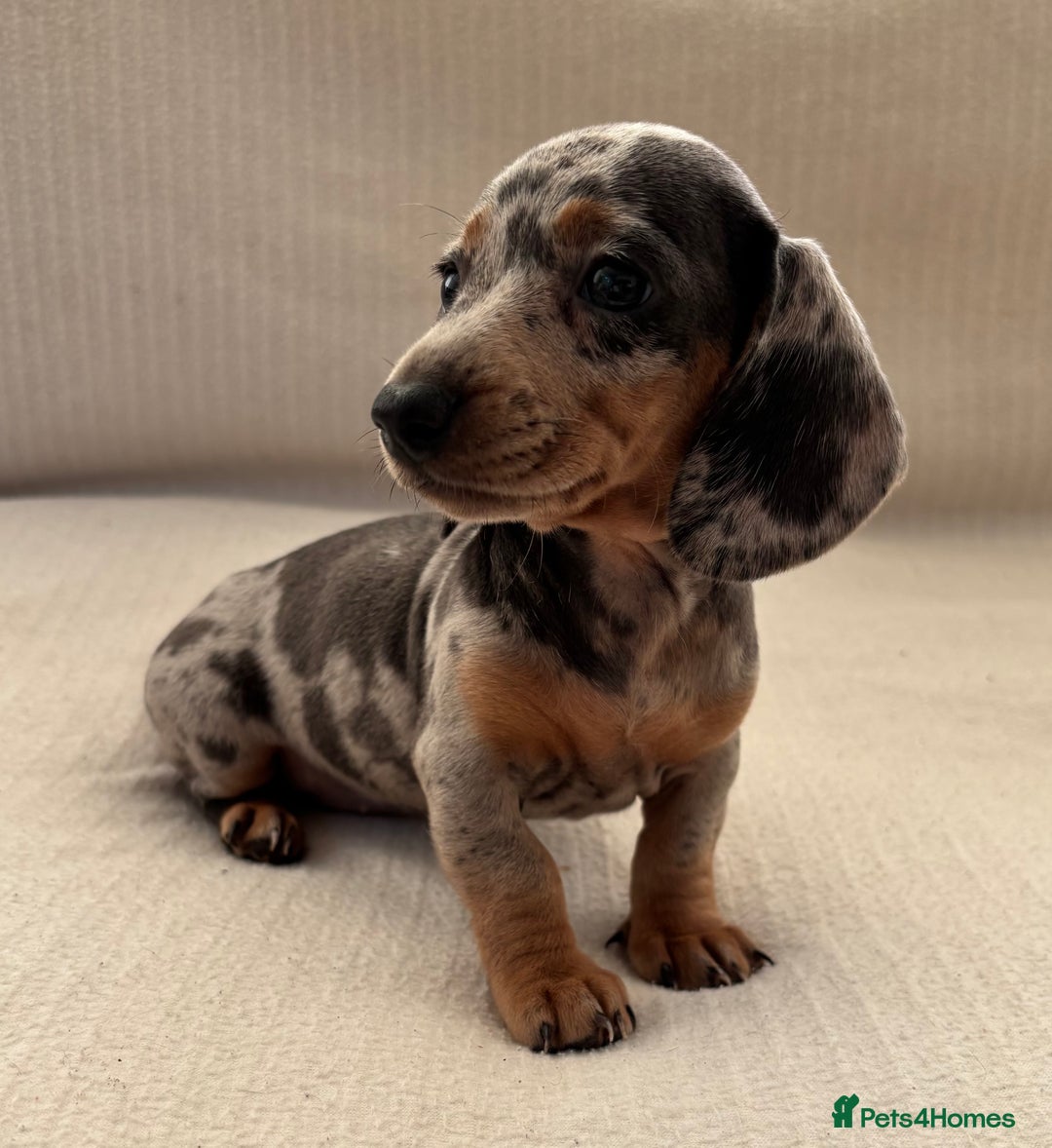 Miniature Dachshund dogs for sale: Gorgeous rainbow litter of miniature dachshund’  - Image 2