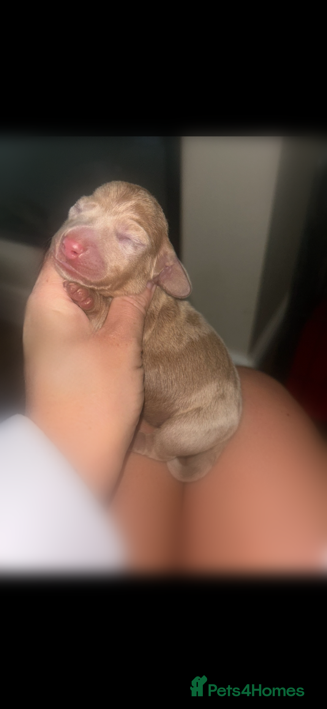 Miniature Dachshund dogs for sale: Tiny miniature kc dachshunds  - Image 5