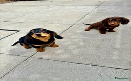 Dachshund dogs for sale: LONGHAIRED MINIATURE DACHSHUND READY NOW - Image 10