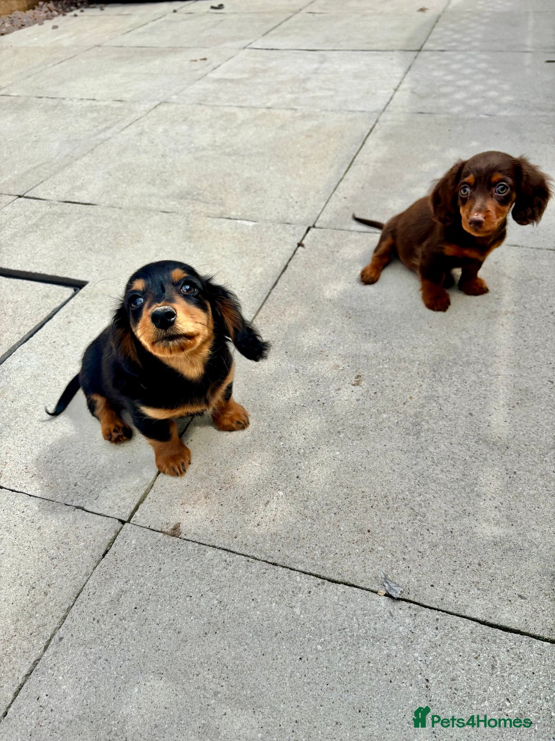 Dachshund dogs for sale: LONGHAIRED MINIATURE DACHSHUND READY NOW - Image 10