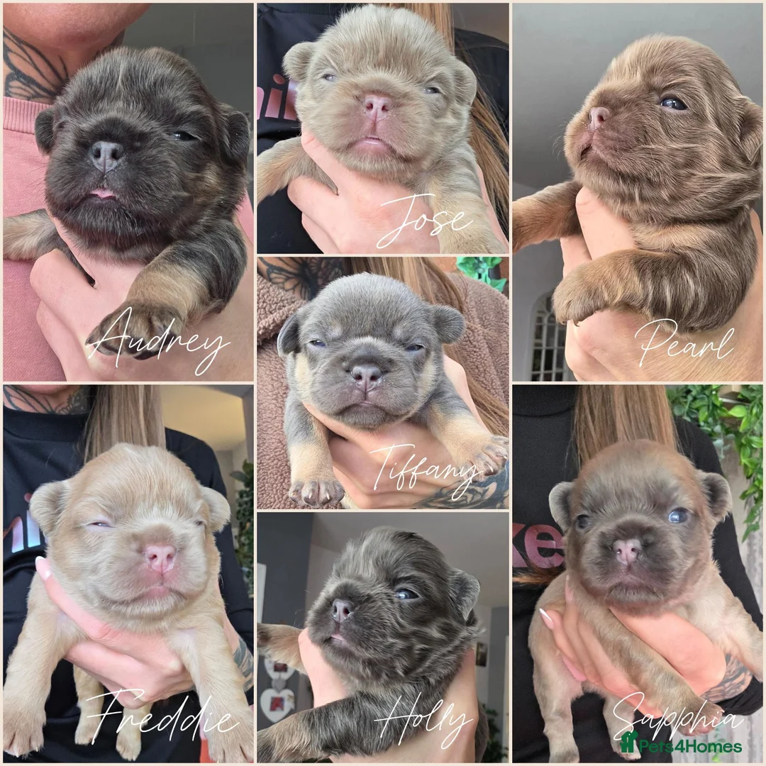 French Bulldog dogs for sale: 🧸STUNNING FRENCH BULLDOG PUPPIES🧸🤎 - Advert 1