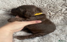 Sprocker dogs for sale: Sprocker puppies  - Advert 3