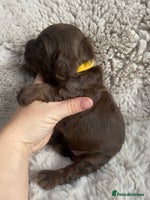 Sprocker dogs Sprocker puppies - Advert 7