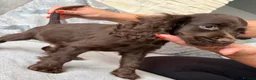 Cocker Spaniel dogs for sale: Beautiful cocker spaniel puppies look new home  - Advert 6