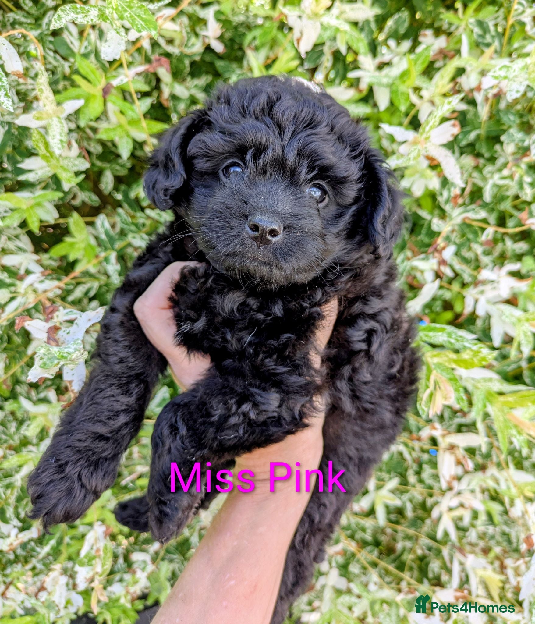 Pomapoo dogs Gorgeous F1 Pomapoo's - Advert 6