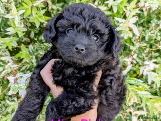 Pomapoo dogs Gorgeous F1 Pomapoo's - Advert 6