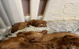 Cavapoo dogs for sale: Merlesque ⭐️⭐️⭐️⭐️⭐️F1 Cavapoos 200 DNA - Image 13