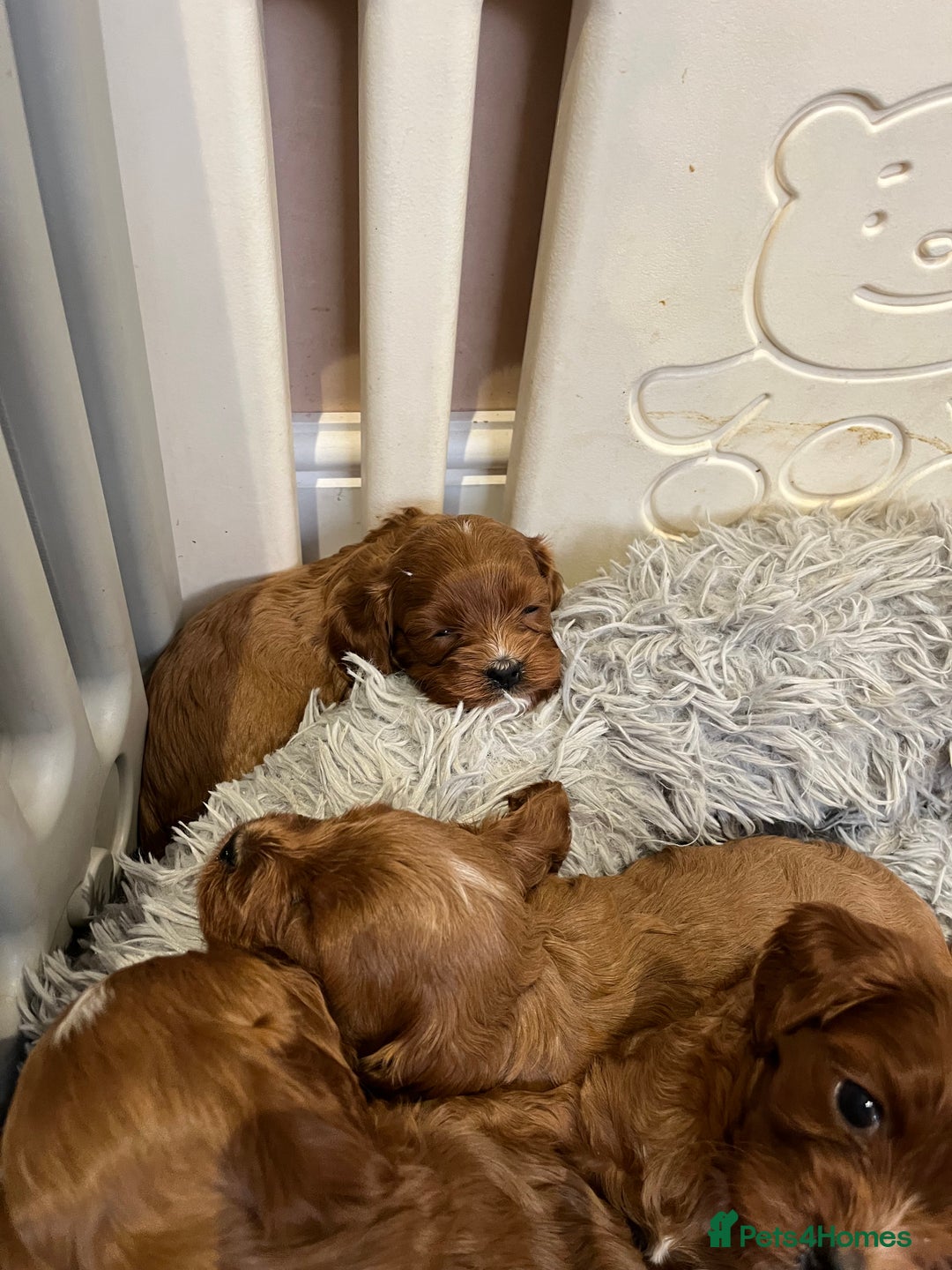 Cavapoo dogs for sale: Merlesque ⭐️⭐️⭐️⭐️⭐️F1 Cavapoos 200 DNA - Image 13