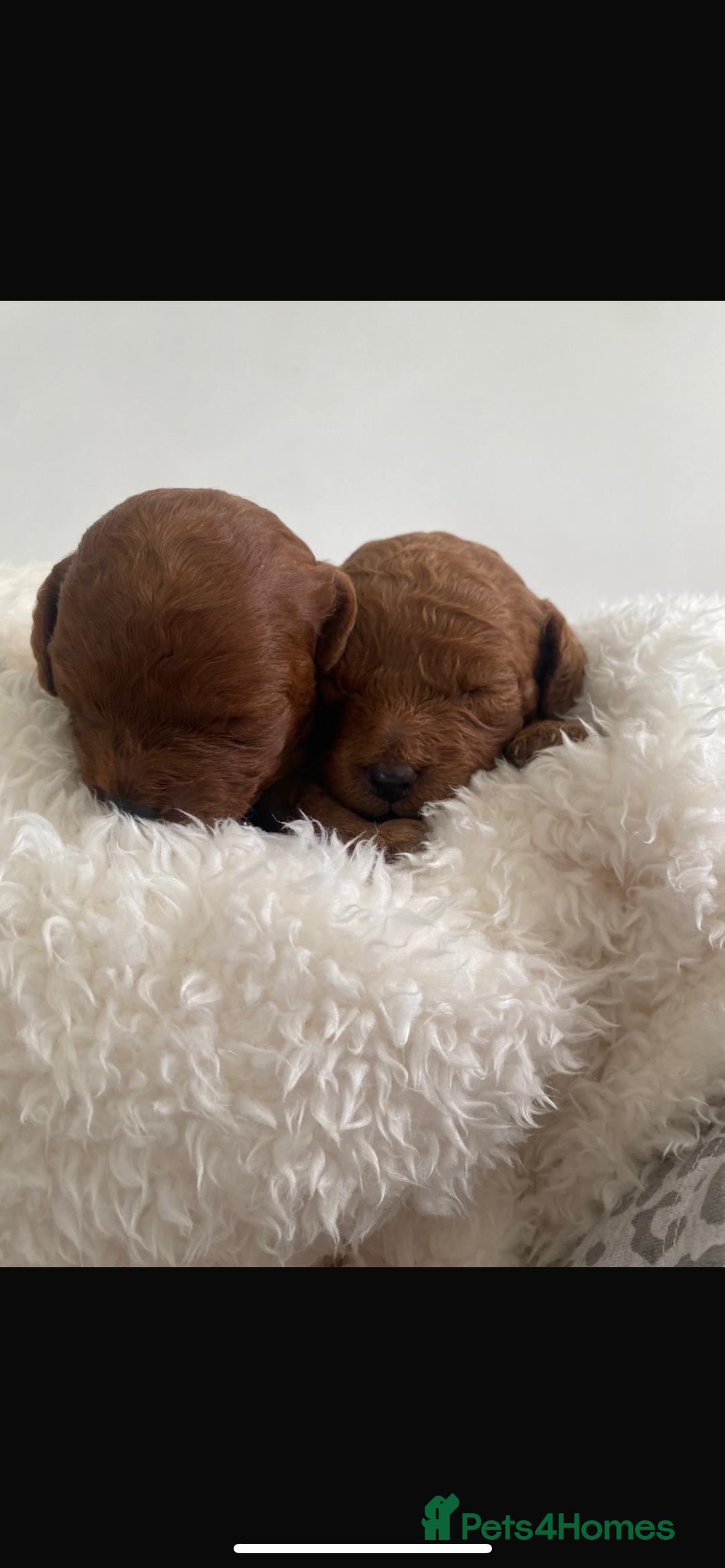 Cavapoo dogs for sale: Cavapoo puppies for sale  - Image 4