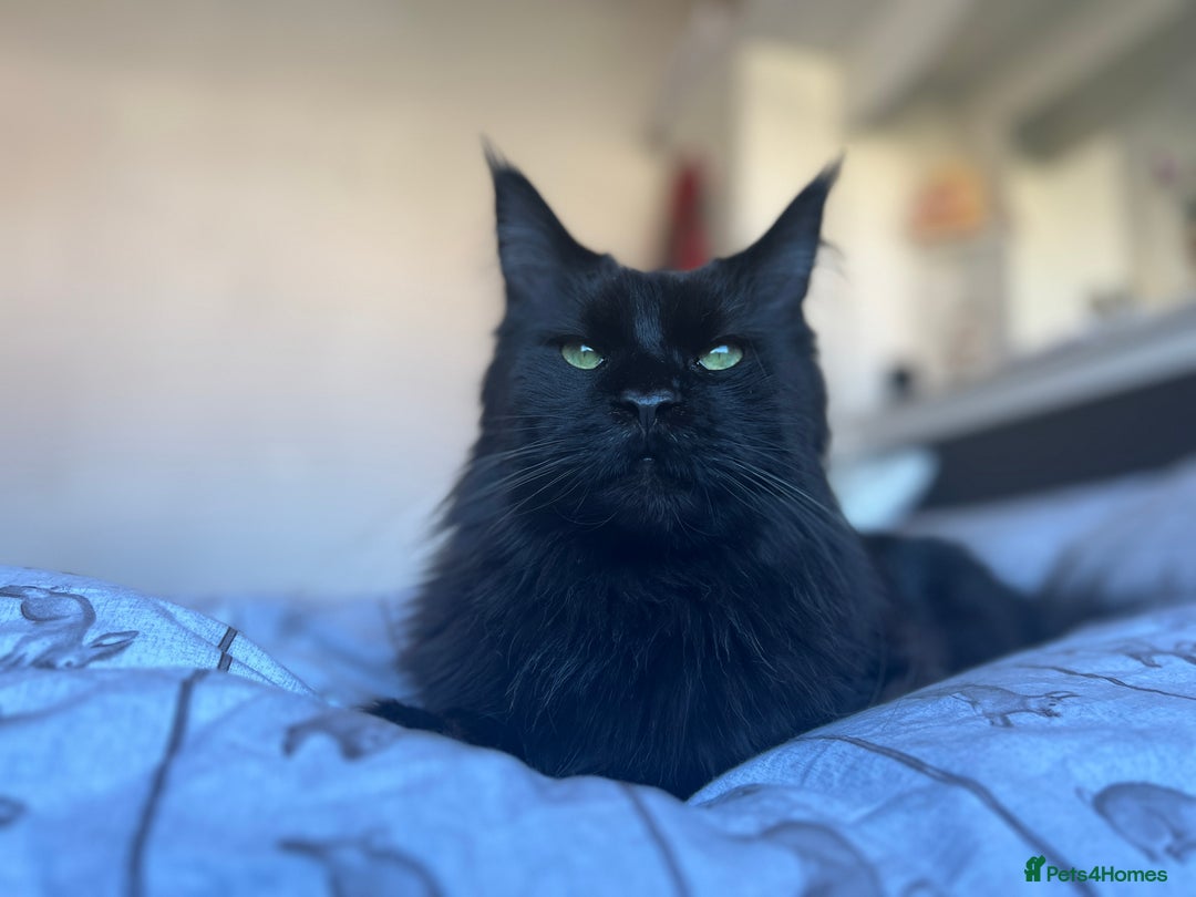 Maine Coon cats for sale: Male maine coon needs home - Advert 7