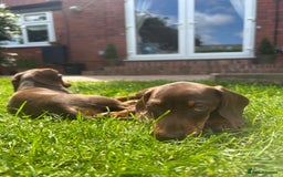 Miniature Dachshund dogs for sale: 2 x choc and Tan miniature Daschunds  - Image 4