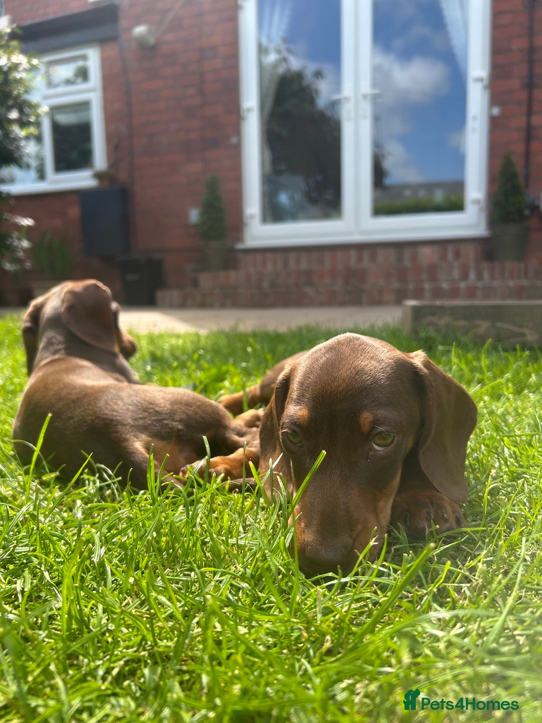 Miniature Dachshund dogs for sale: 2 x choc and Tan miniature Daschunds  - Image 4