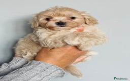 Shih Tzu dogs for sale: TINY Asian small toy Shipoo’s ADORABLE  - Image 10