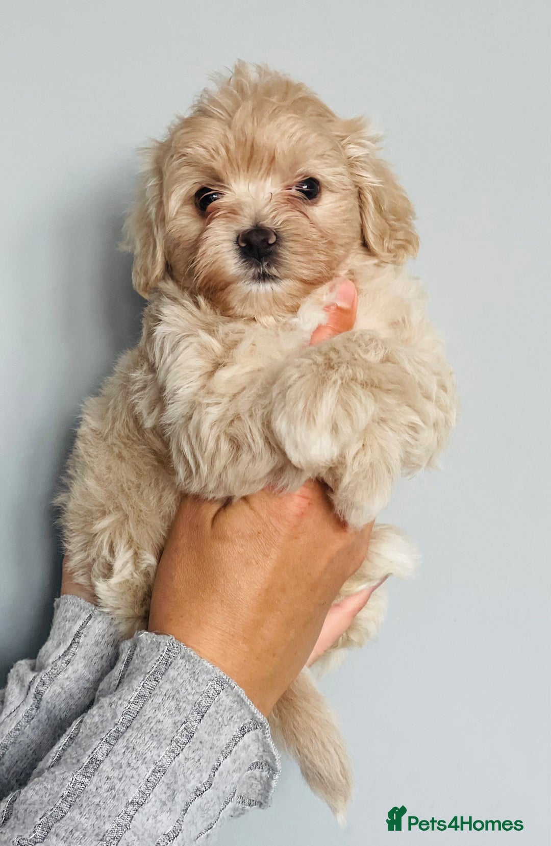 Shih Tzu dogs for sale: TINY Asian small toy Shipoo’s ADORABLE  - Image 10