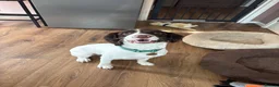 English Springer Spaniel dogs for sale: Female Springer Spaniel in Blyth - Advert 2
