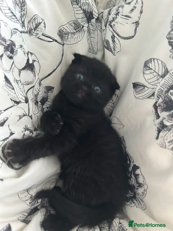 Scottish Fold cats Scottish fold boy - Advert 5