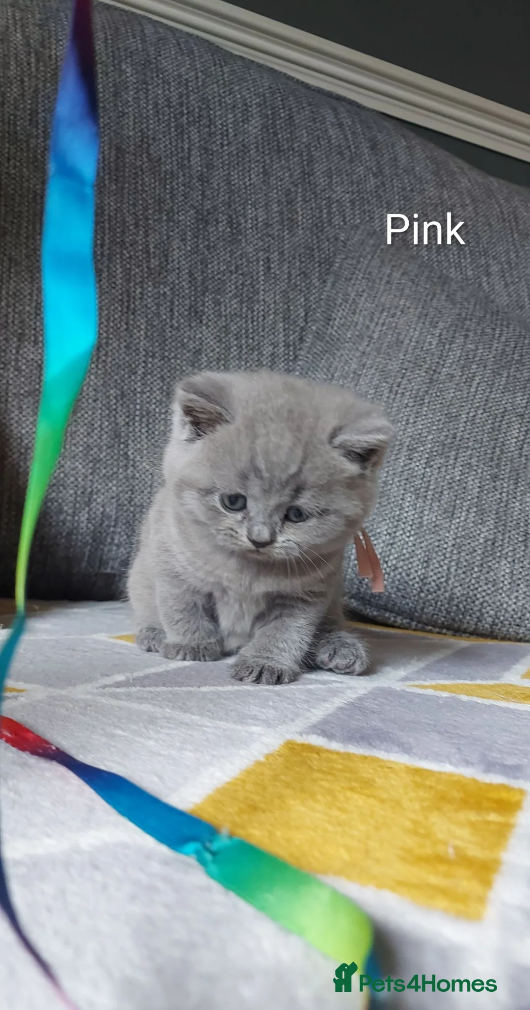 British Shorthair cats for sale: GCCF Pedigree British Shorthair Kittens - Advert 2