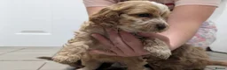 Cockapoo dogs for sale: Adorable Cockapoos  in Macclesfield - Advert 6
