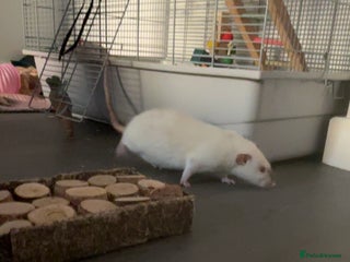 Rat rodents Siamese X Dumbo litter due - Advert 2