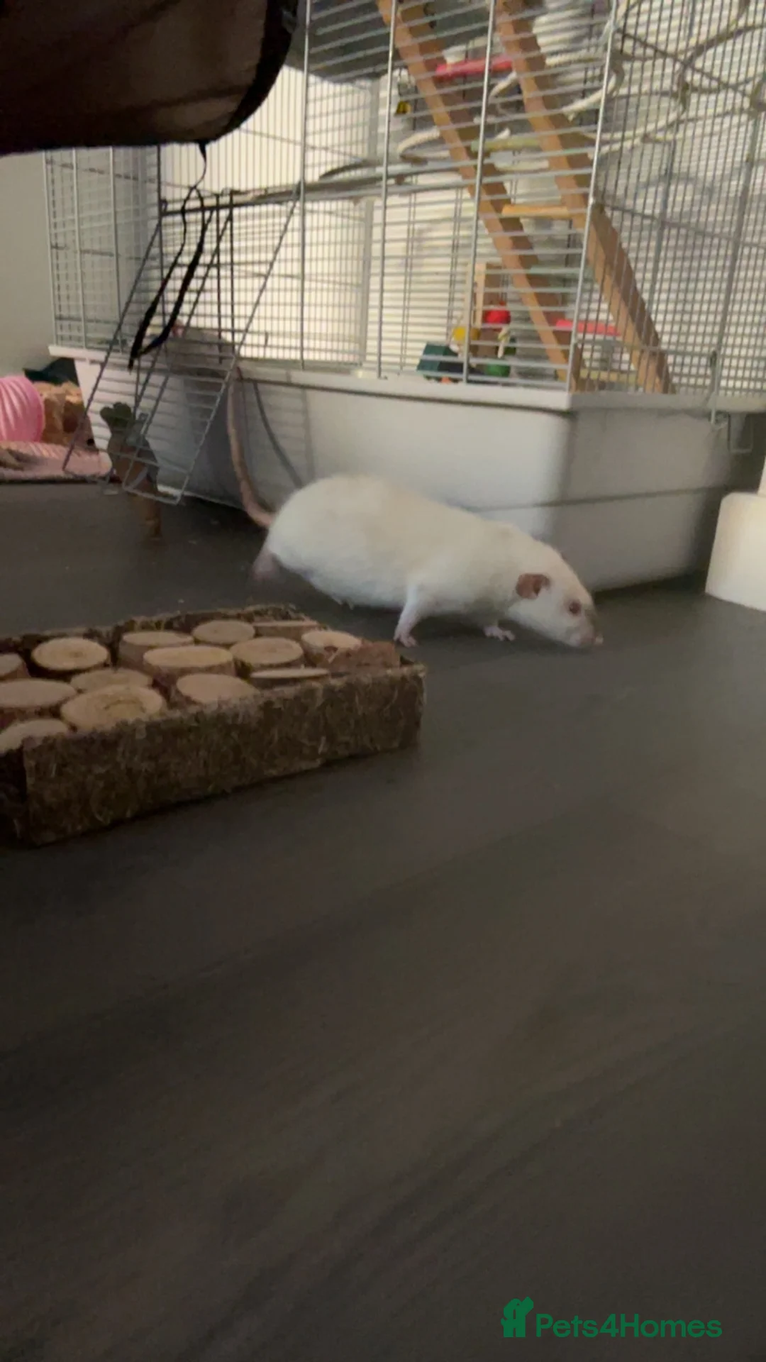 Rat rodents for sale: Pure bred Siamese X Dumbo * - Advert 2