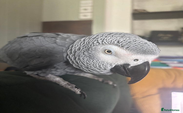 Parrots birds - Advert 1