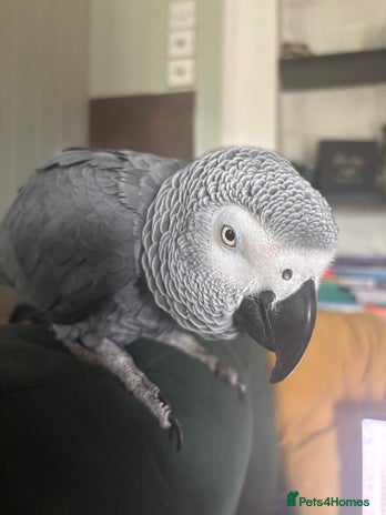 Parrots birds - Advert 3