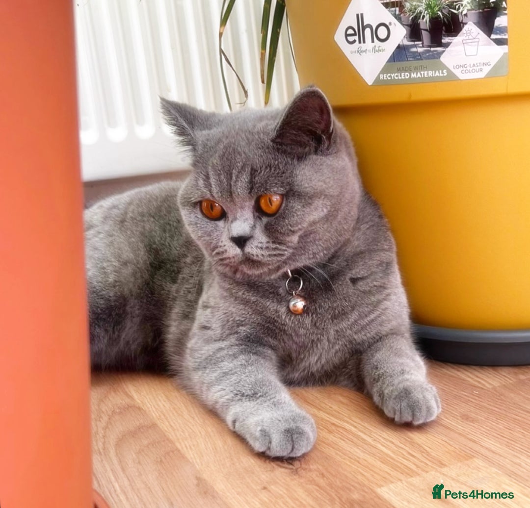 British Shorthair cats for sale: Lovely GCCF Active Queen – Ready for Her New Home - Advert 1