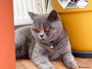 British Shorthair cats Lovely GCCF Active Queen – Ready for Her New Home - Advert 14