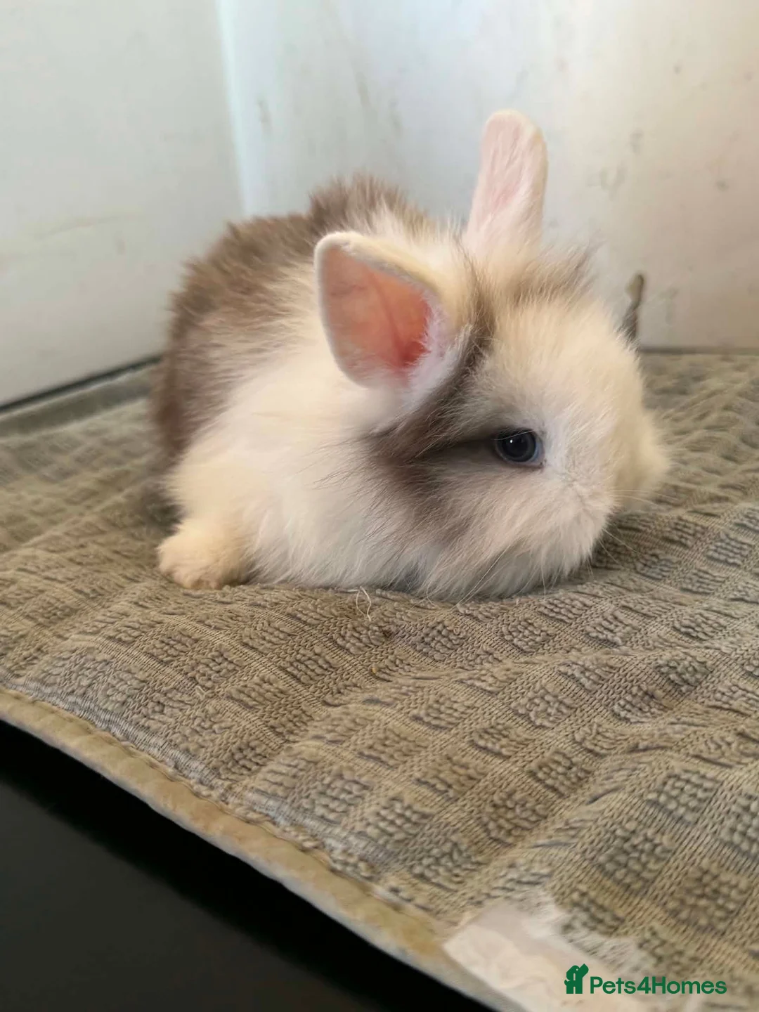 Lionhead rabbits for sale: Lionhead/lop baby rabbits - Advert 1