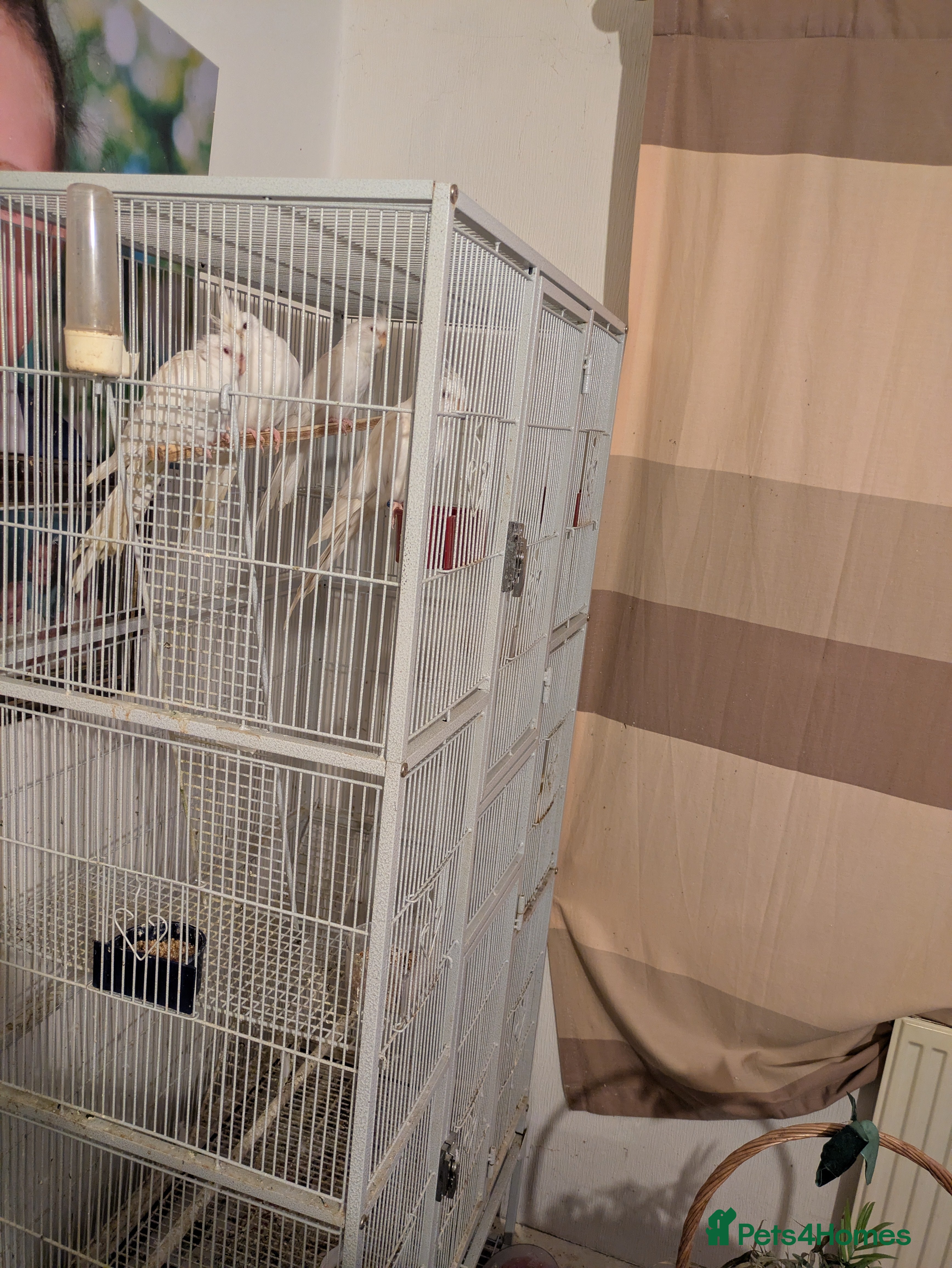 Cockatiels birds 4 White cockatiels for sale and cage  - Advert 21