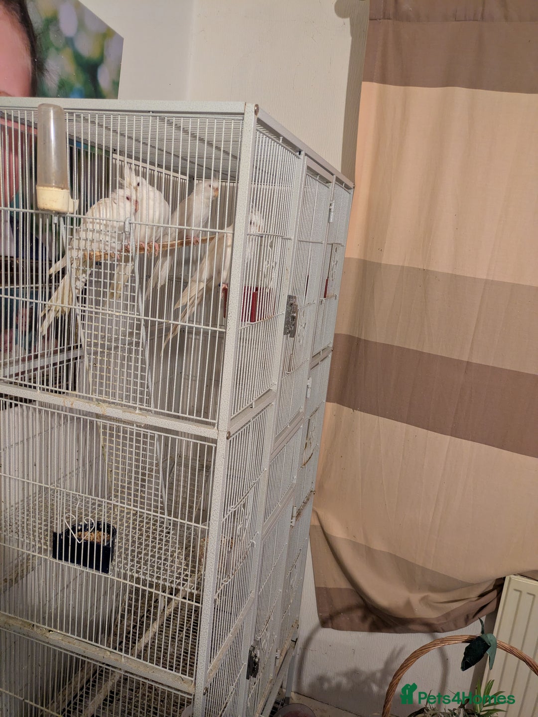 Cockatiels birds for sale: 4 White cockatiels for sale and cage  - Advert 1