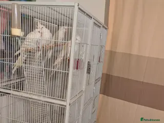 Cockatiels birds 4 White cockatiels for sale and cage - Advert 12