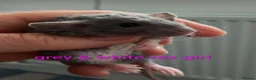 Rat rodents for sale: Beautiful litter of mixed rat babies  - Advert 4