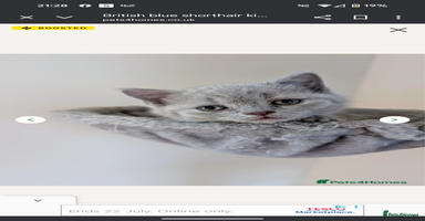 British Shorthair cats - Advert 12